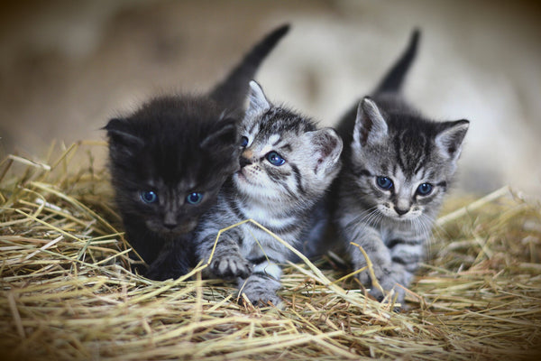 Kitten Suckling and Nursing Behavior Explained