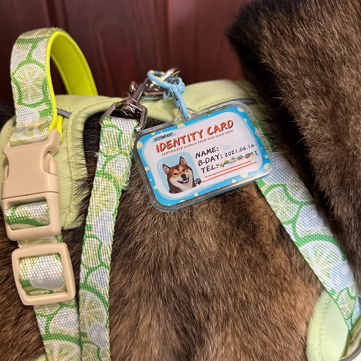 Pet ID Tag with Photo – Lightweight & Durable - lollimeow