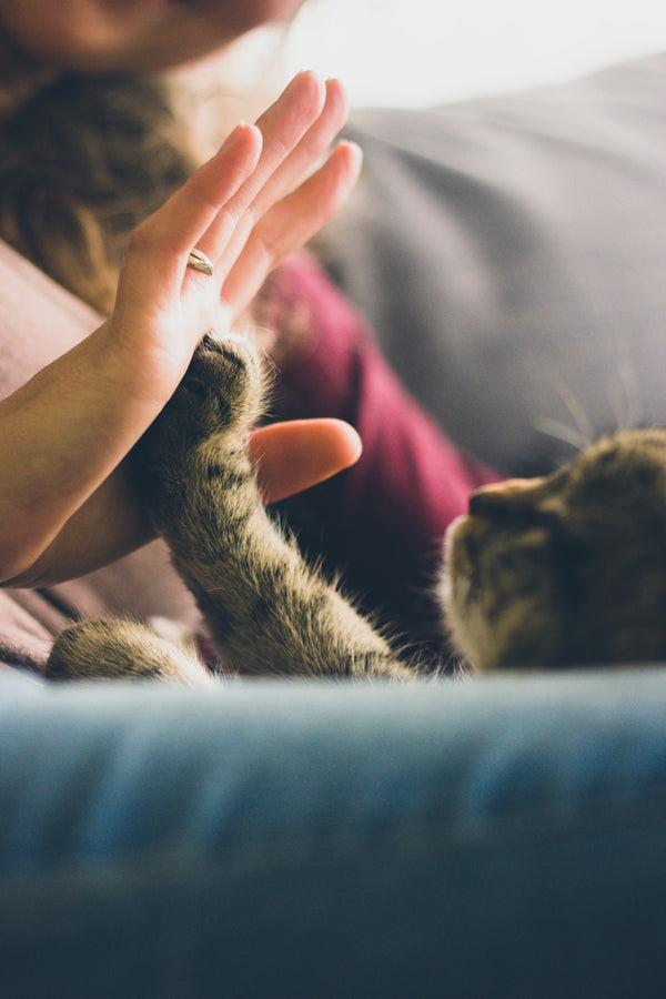 Tips For Raising A Friendly Cat