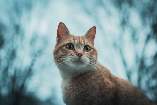 5 Ways to Turn Your Scaredy Cat Into a Confident Kitty