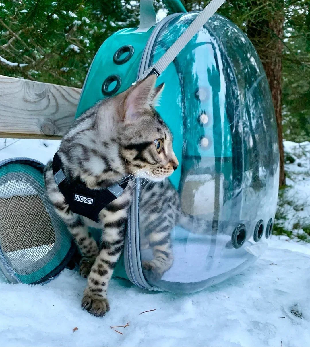 Cat Bubble Backpack with Clear Window, Space Capsule Transparent