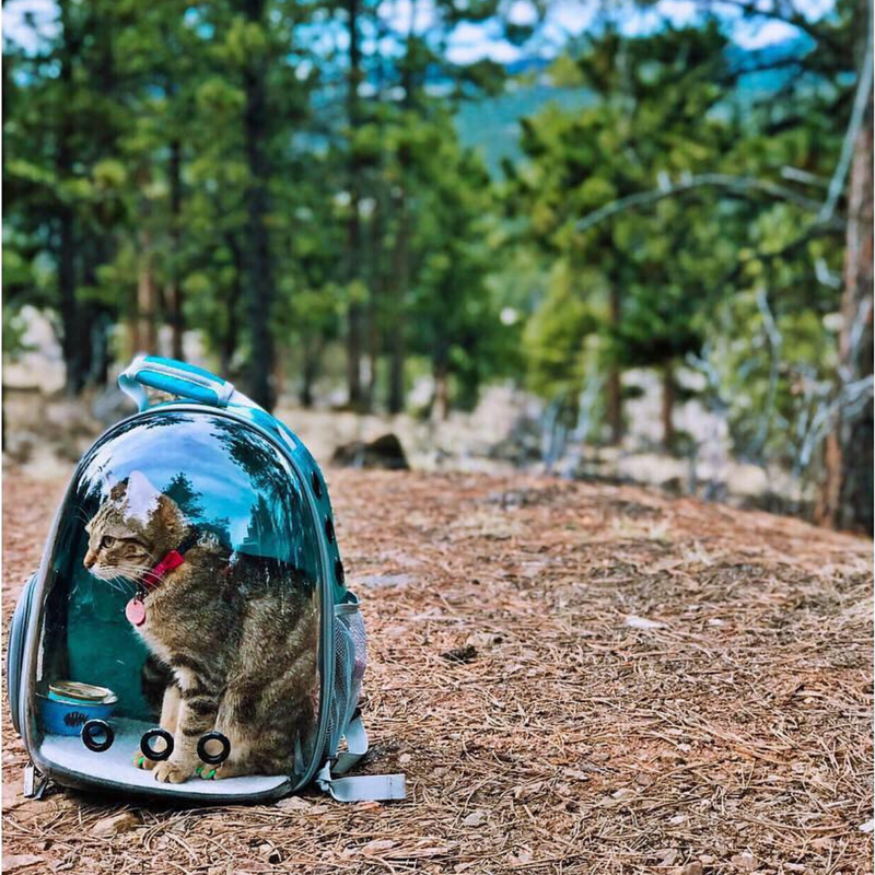 Tiny backpack for cats 🎒 #lululemon #catbackpack #catsoftiktok