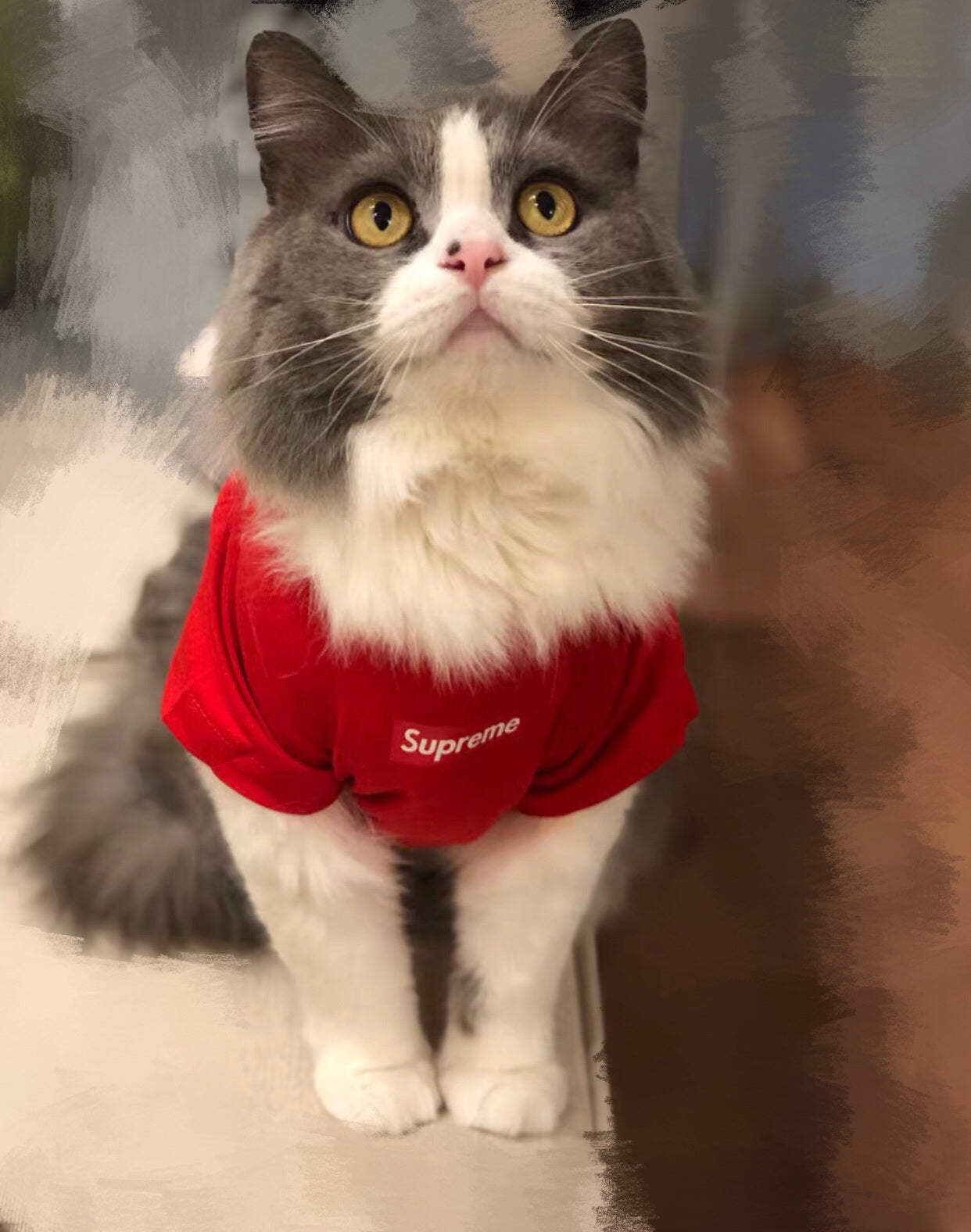 Pet Fashion Shirt, Cat Cotton Vest/Hoodie(Hosico Same Style) - lollimeow